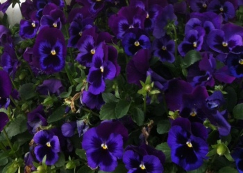 037